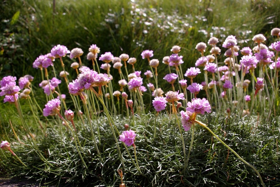 thrift border edging plants
