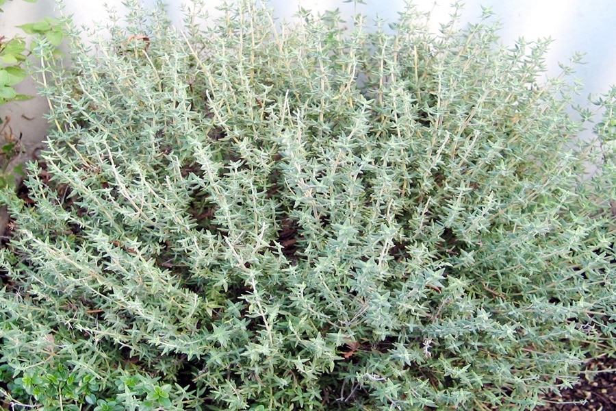 thyme border edging plants