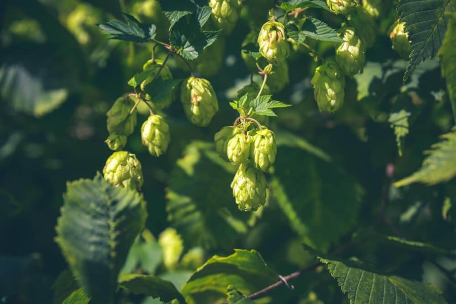 growing hops plants