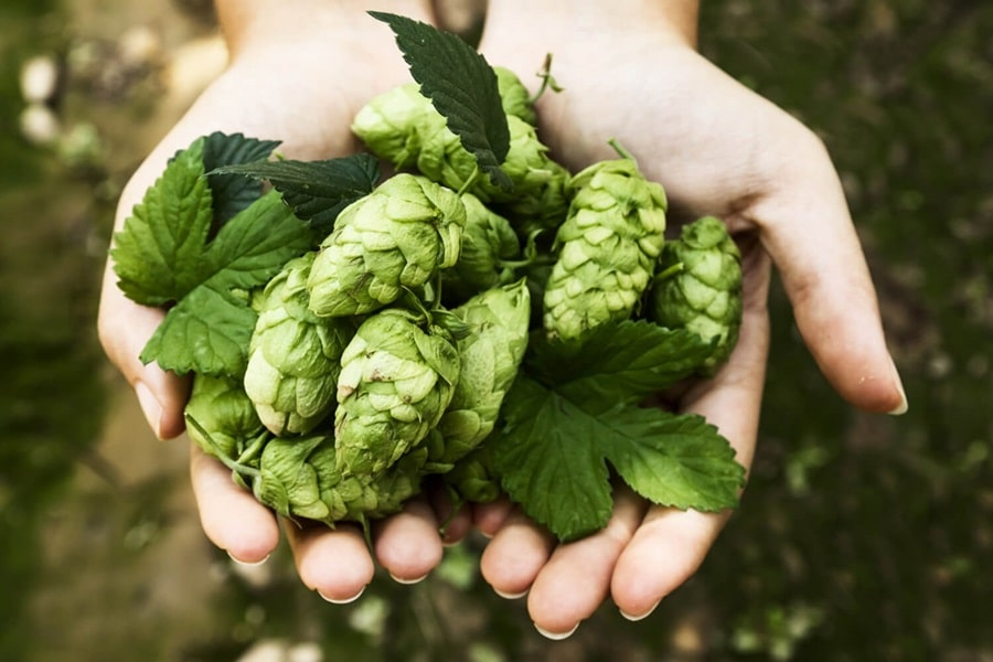 growing hops for harvesting