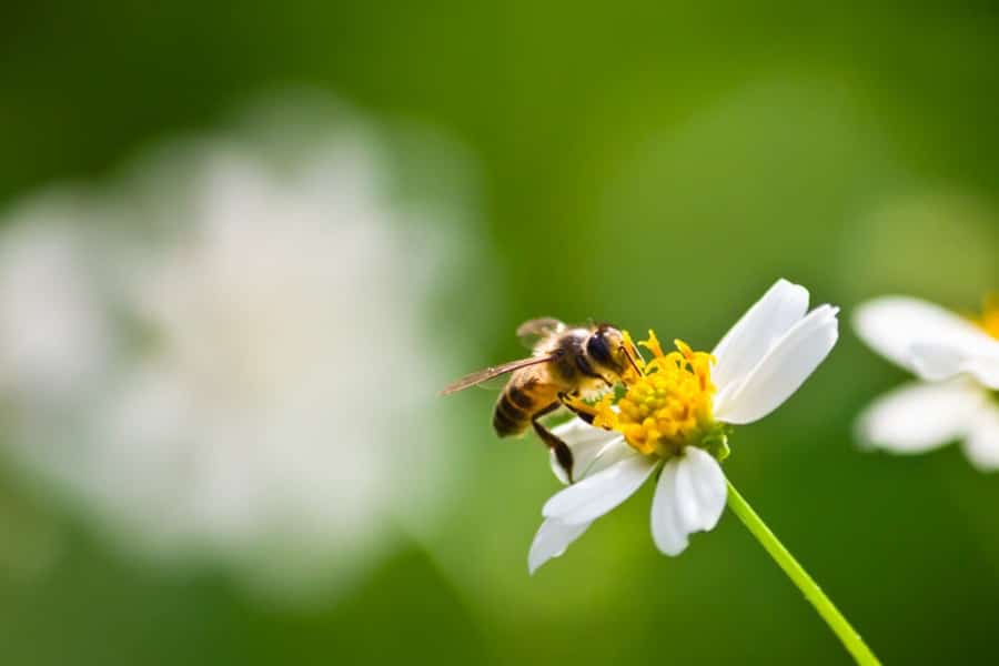 wildlife for healing gardens