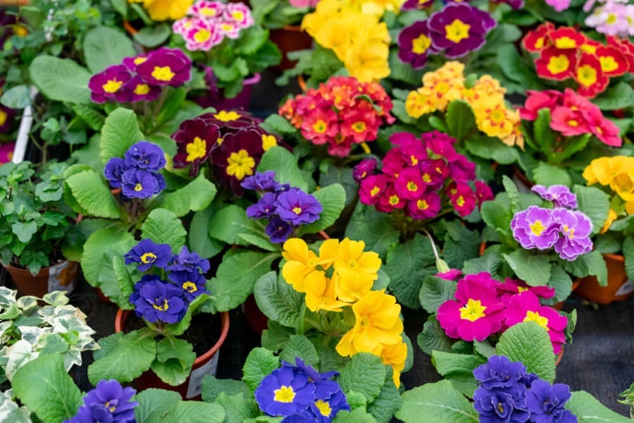 using colour on how to make a small garden look bigger