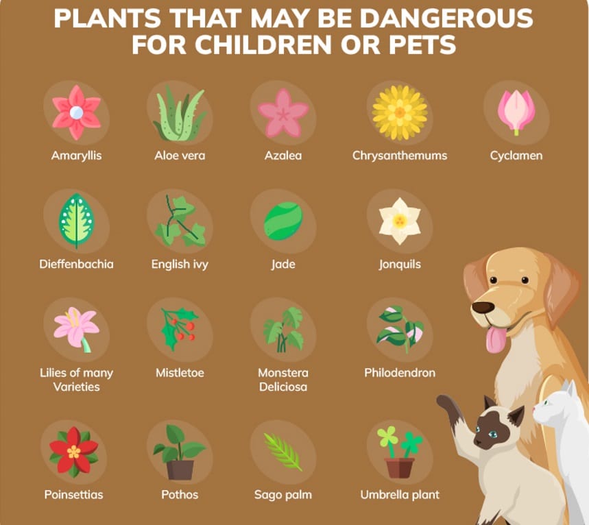 benefits of houseplants with plants that may be dangerous for children or pets