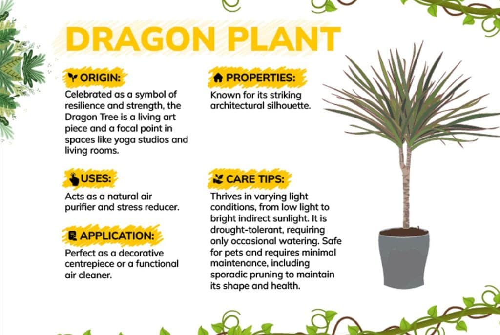 dragon plant for benefits of houseplants