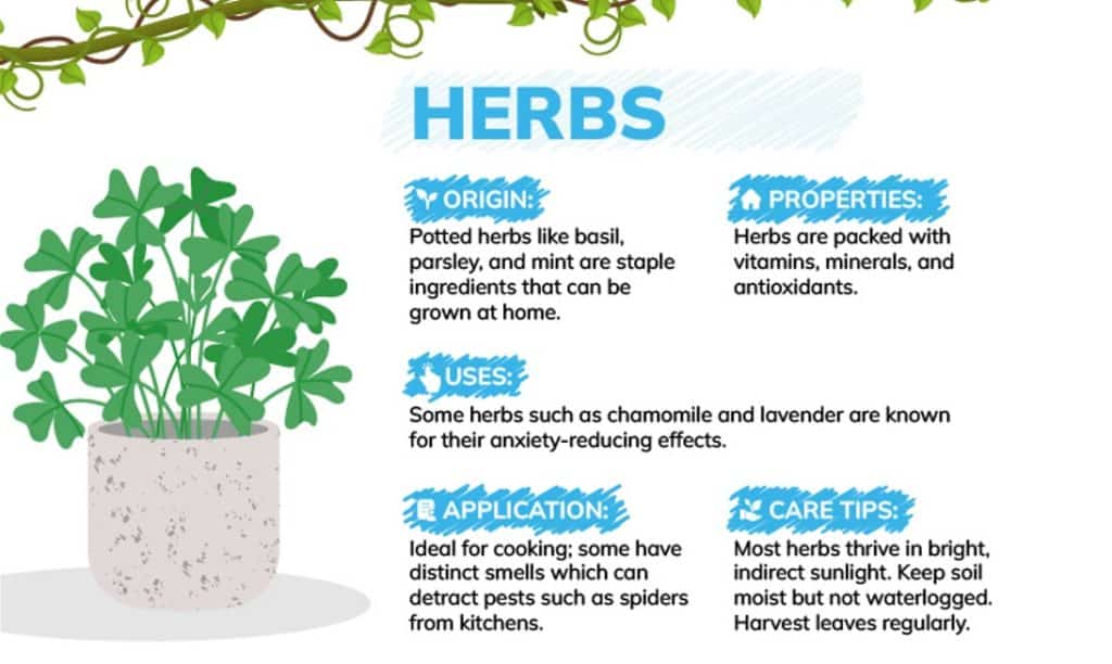 benefits of houseplants with herbs