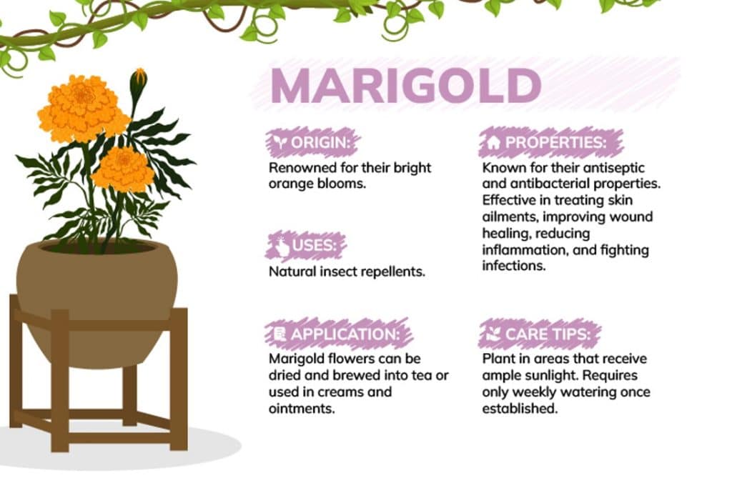 benefits of houseplants with marigold