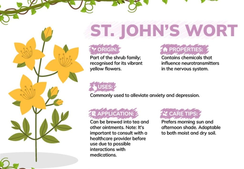 st johns wort for benefits of houseplants