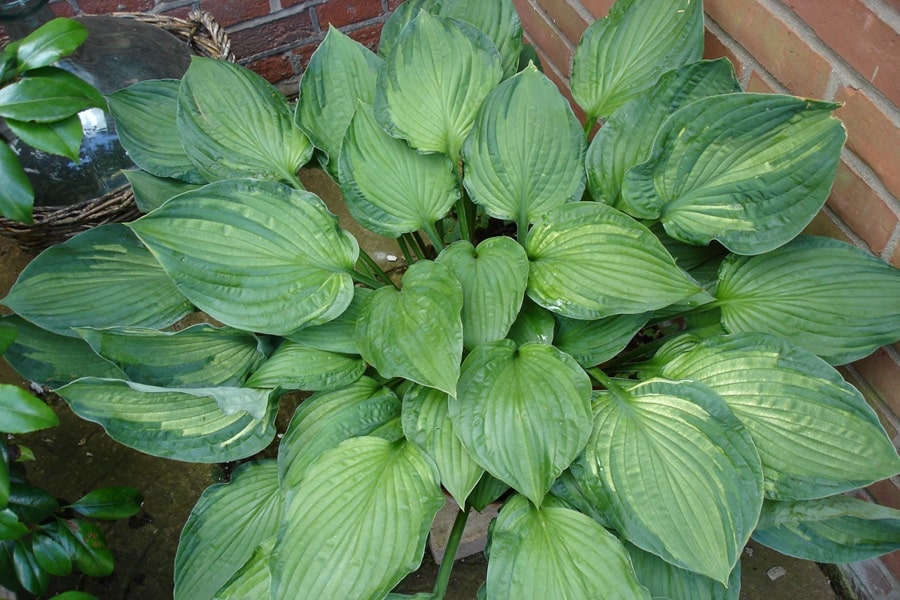 hosta border edging plants