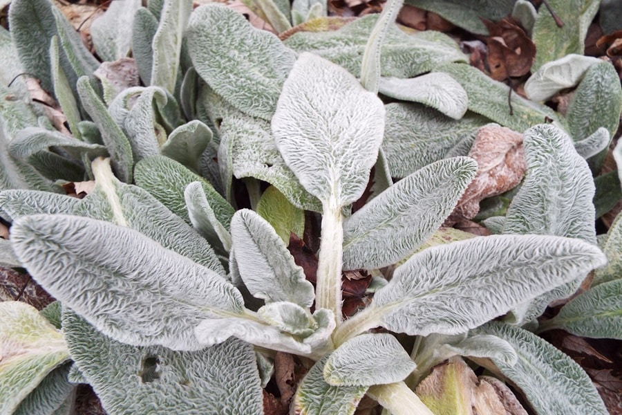 lambs ear border edging plants