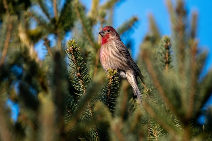 welcome birds and wildlife on how to make your garden look nice with no money