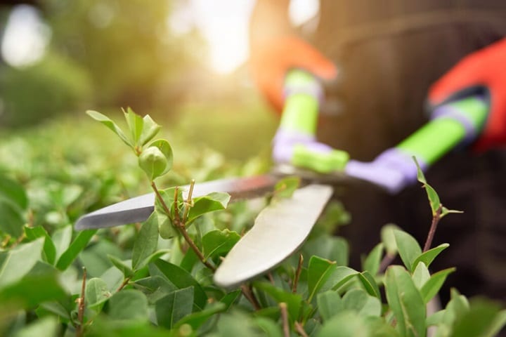 how to make your garden look nice with no money by propagating