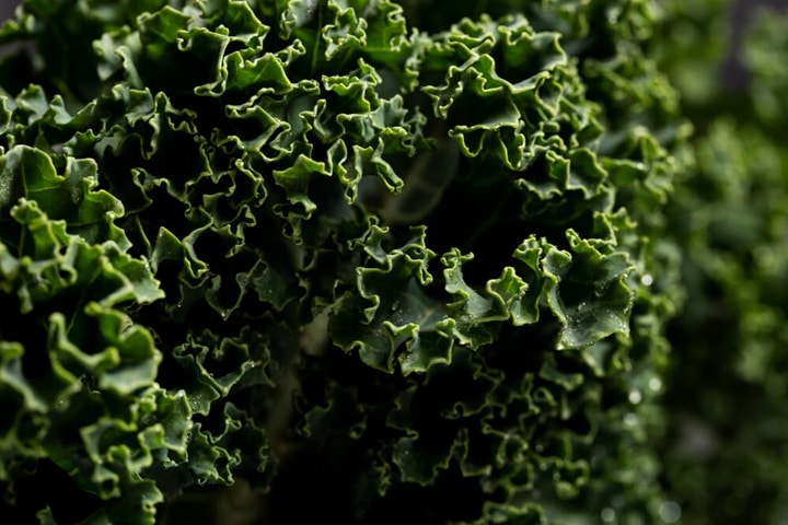 edible plants kale