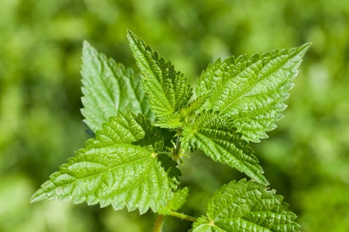 edible plants nettles and weeds