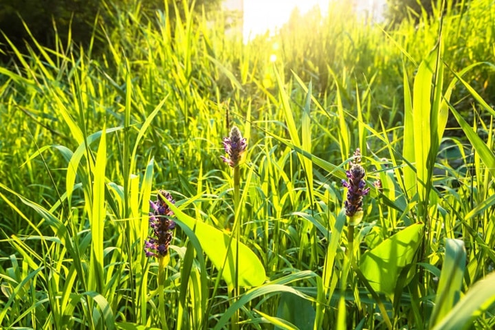 edible summer crops