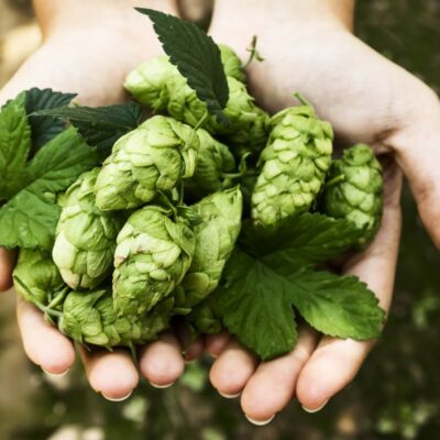 growing hops