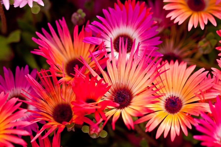 livingstone daisies