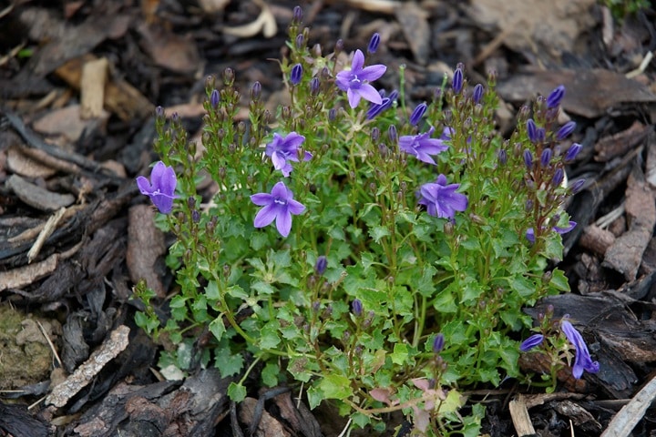 bellflowers as native plants for uk