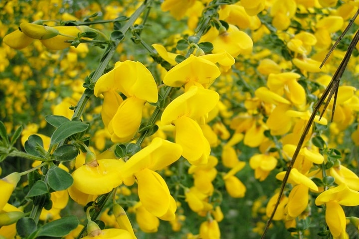 native plants common broom