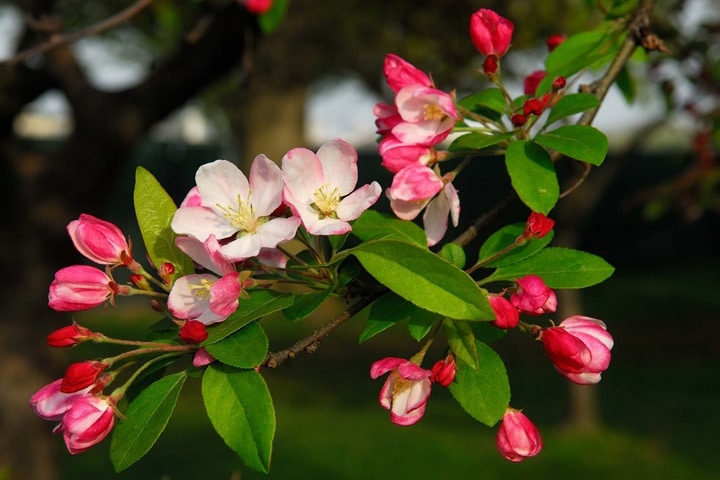 native plants crabapple