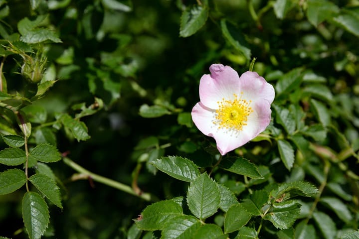 native plants dog rose