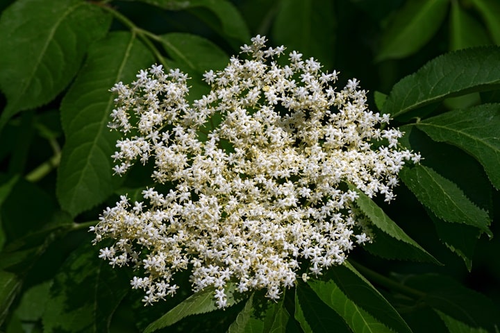 elderberry as native plants for uk