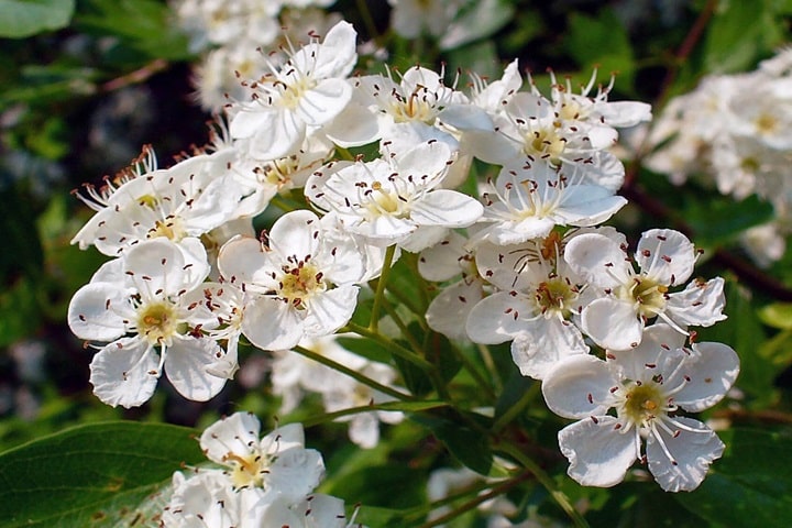 hawthorn as native plants for uk