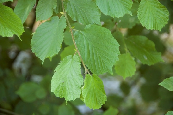 native plants hazel