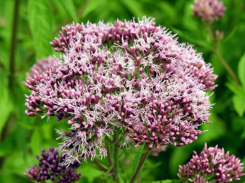 native plants hemp