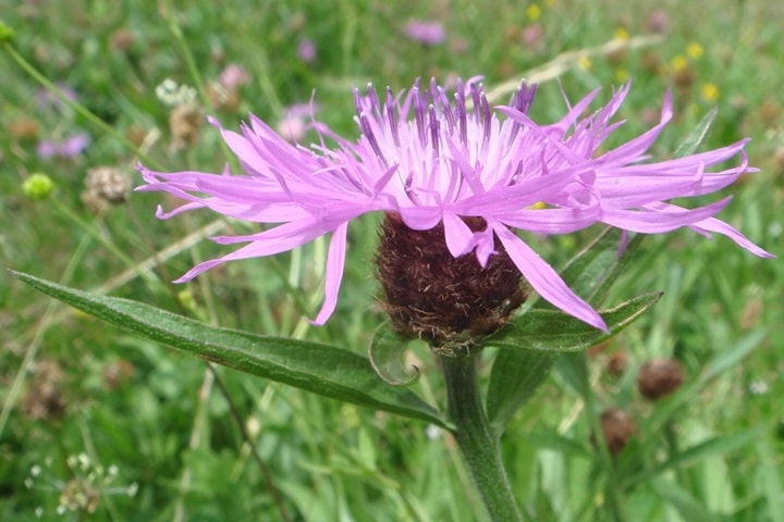 native plants knapweed