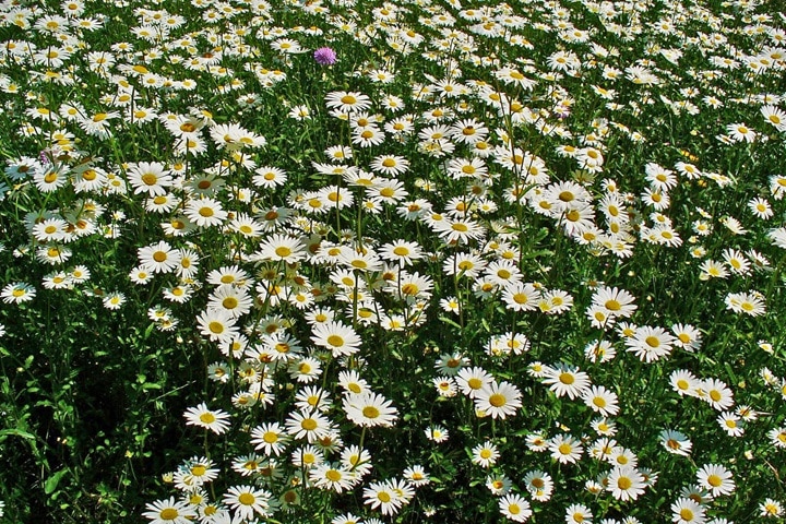 ox eye daisy native plants