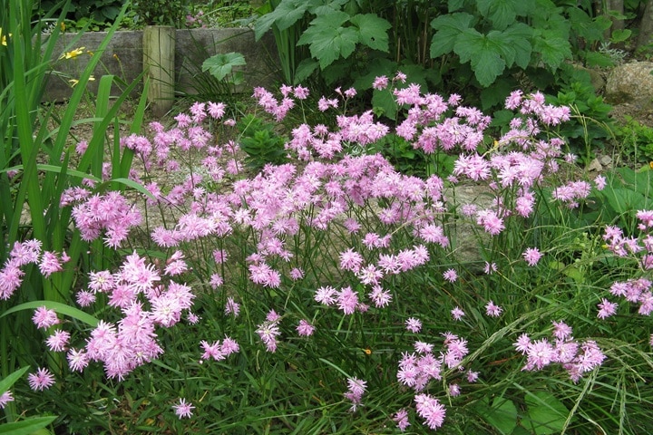 ragged robin as native plants for uk