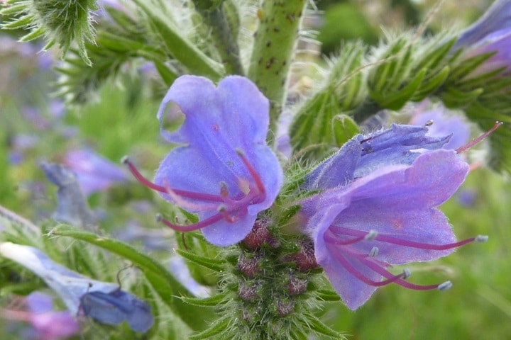 vipers bugloss native plants for uk