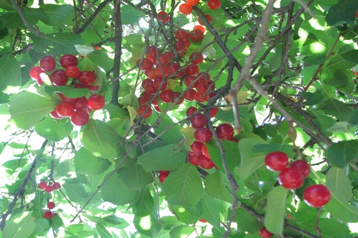wild cherry native plants