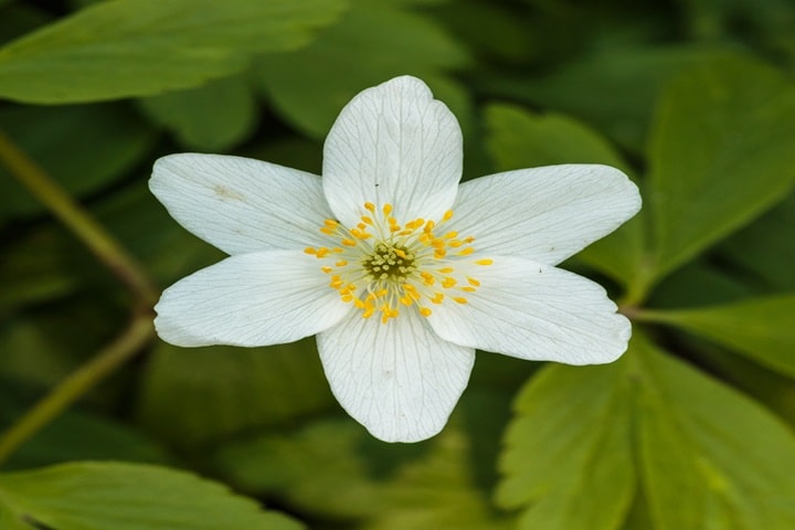 wood anemone as native plants for uk