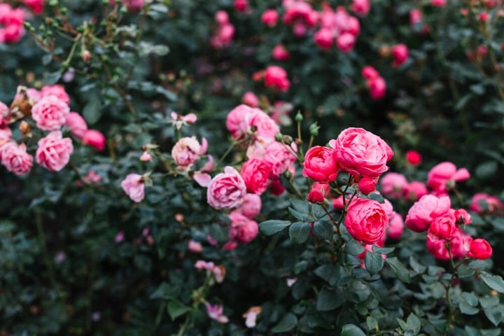 rose garden ideas how to start