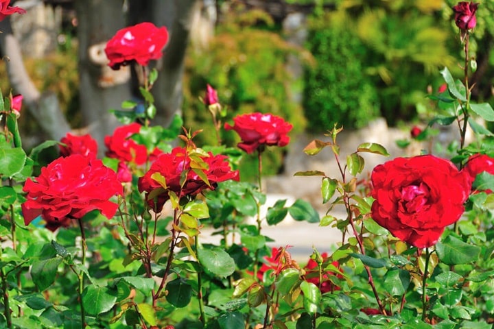 rose garden ideas and tips