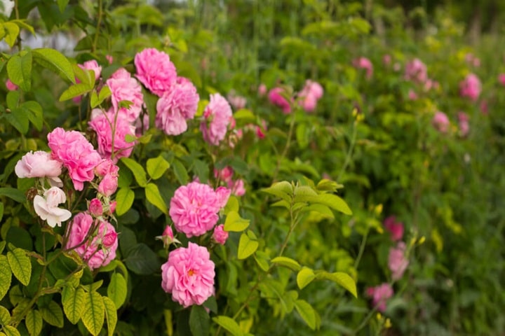 rose garden ideas what is