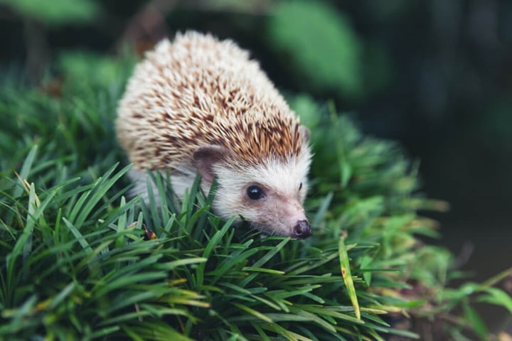hedgehog highways for wildlife friendly garden ideas