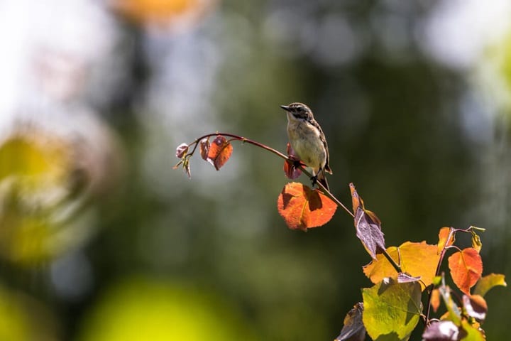 the basics of a wildlife friendly garden