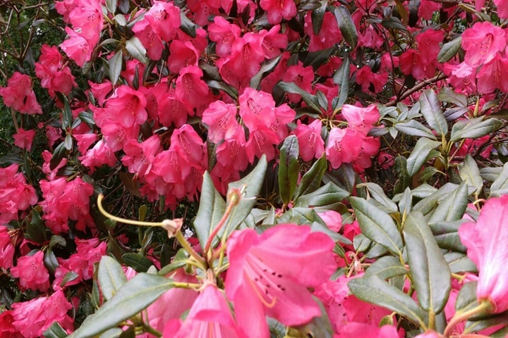 zen garden ideas planting azalea