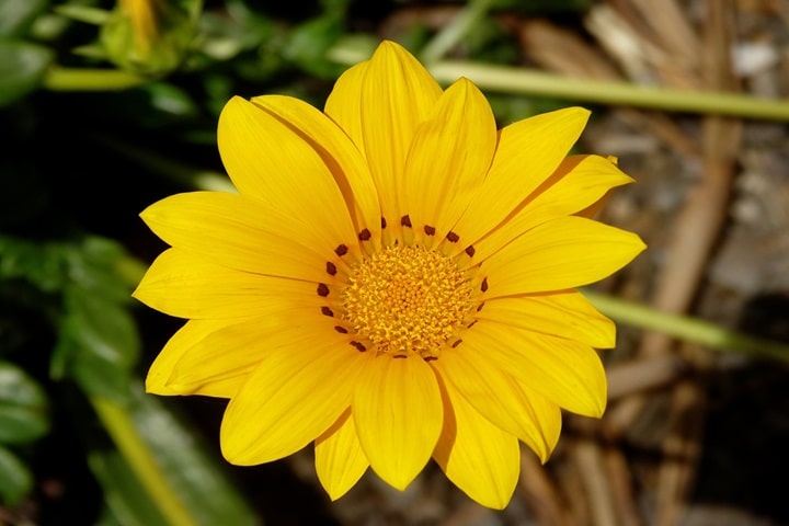 gazania planting