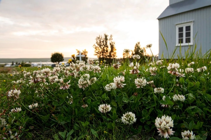 cottage garden native plants