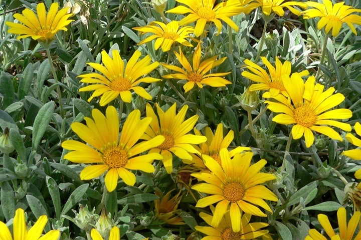 how to grow gazanias from seed