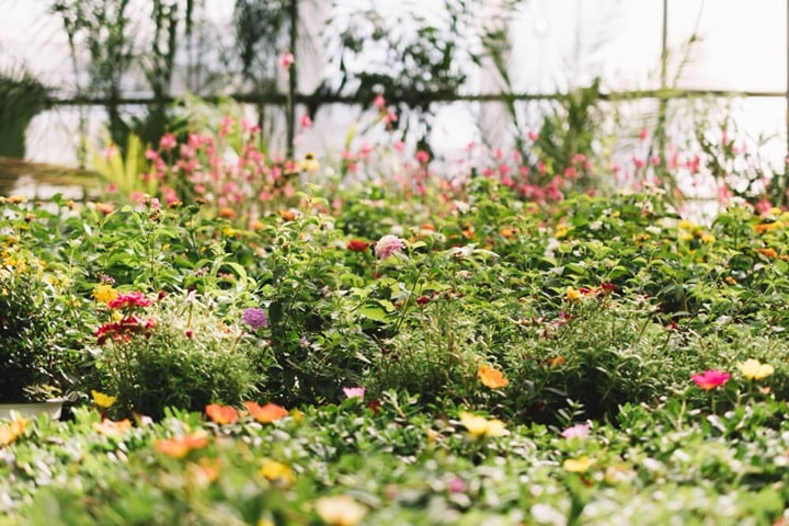 lawn edging ideas border plants