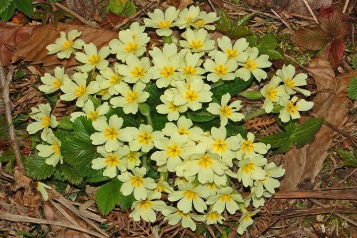 native plants primrose