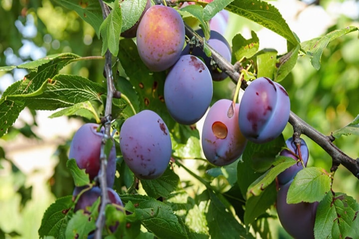 plum tree varieties blue tit
