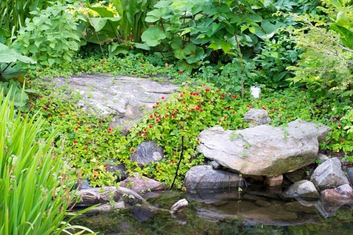how to plan rockery ideas for garden
