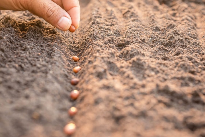 seed sourcing for edible crops