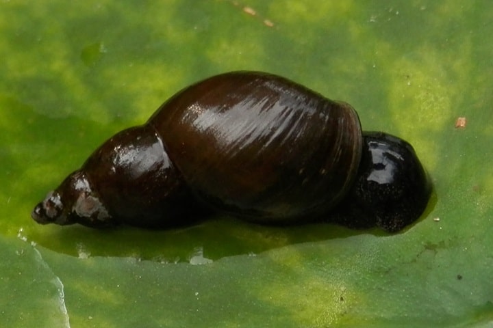 uk pond fish pond snails