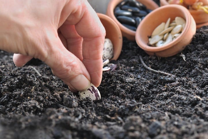 planting wildflower garden seeds